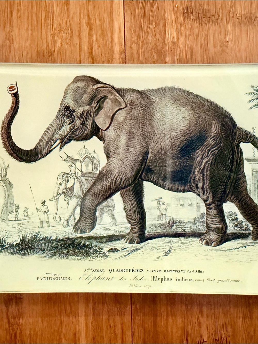 Signed John Derian Glass Elephant Tray